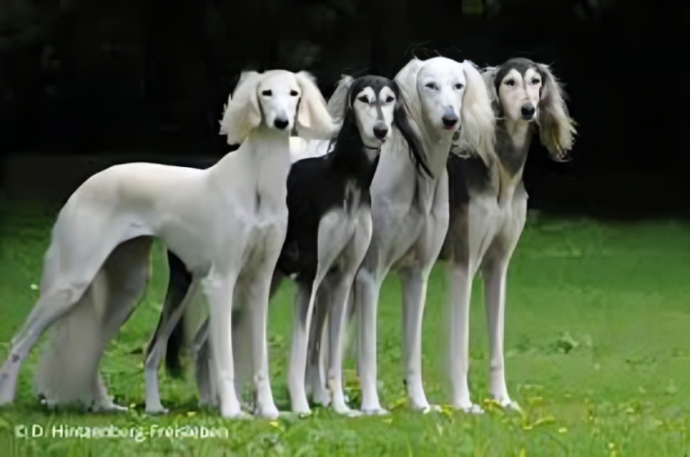 Saluki Hund